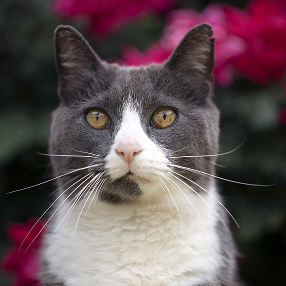 Meet your Posher, Nicole - Picture 1 of 1